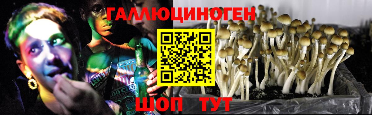 Чусовой  Псилоцибиновые грибы Psilocybe  Вход с VPN 